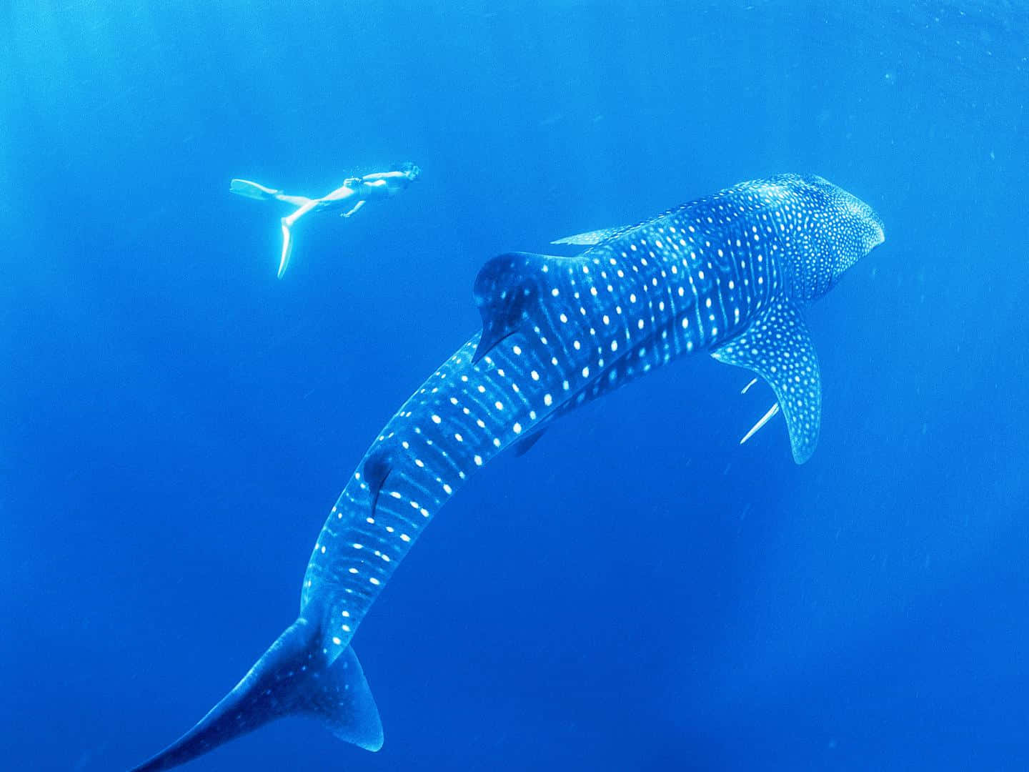 Whale Shark 桌布 壁紙 — 一條巨大的鯨鯊在清澈的藍色海水中滑行，一名潛水員在遠處觀察。