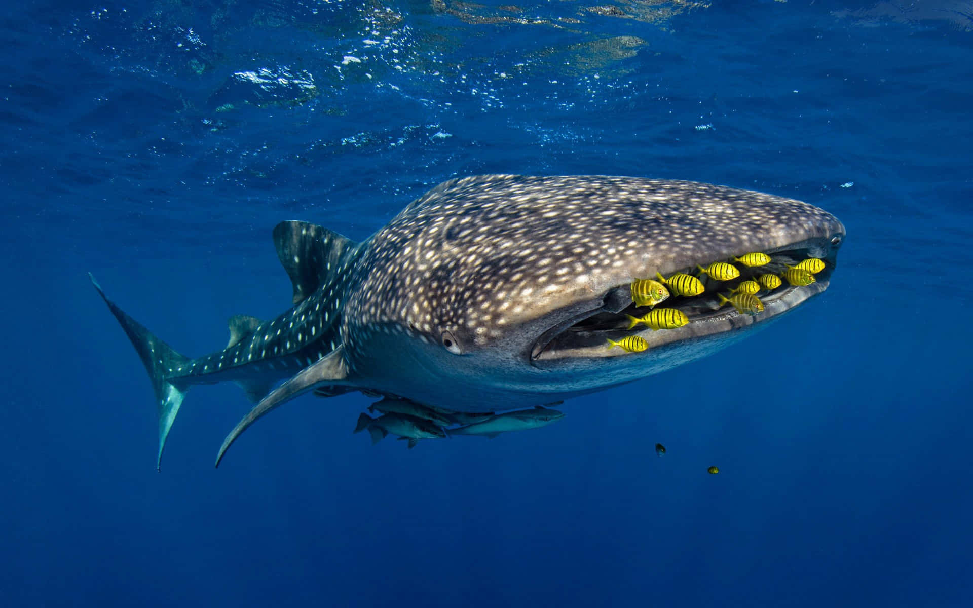 Whale Shark 桌布 壁紙 — 一條巨大的鯨鯊在清澈的藍色海水中滑行，一群鮮黃色的魚在牠張開的嘴裡游動。