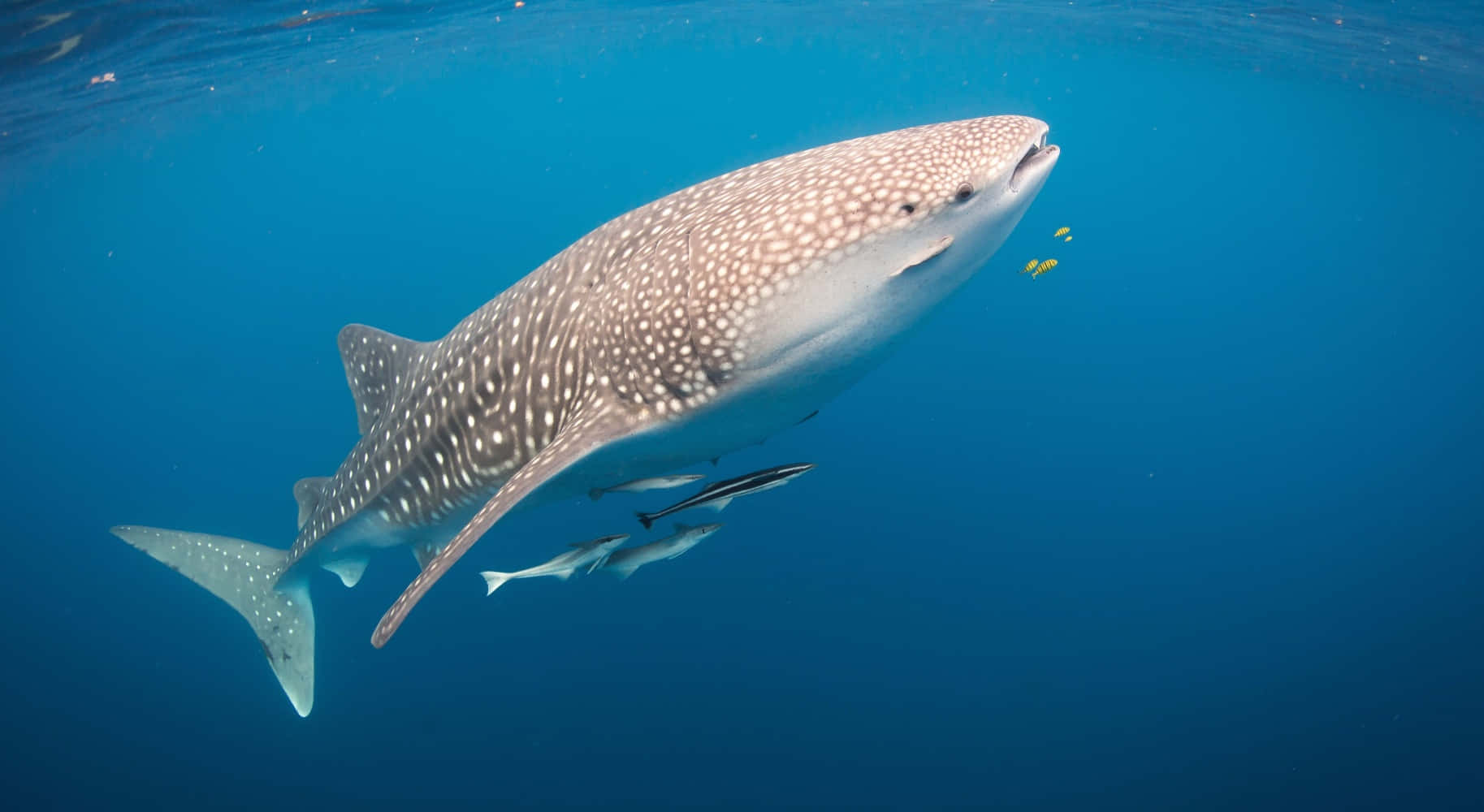 Whale Shark 桌布 壁紙 — 一條巨大的鯨鯊在清澈的藍色海洋中優雅地滑行，附近有小魚游動。