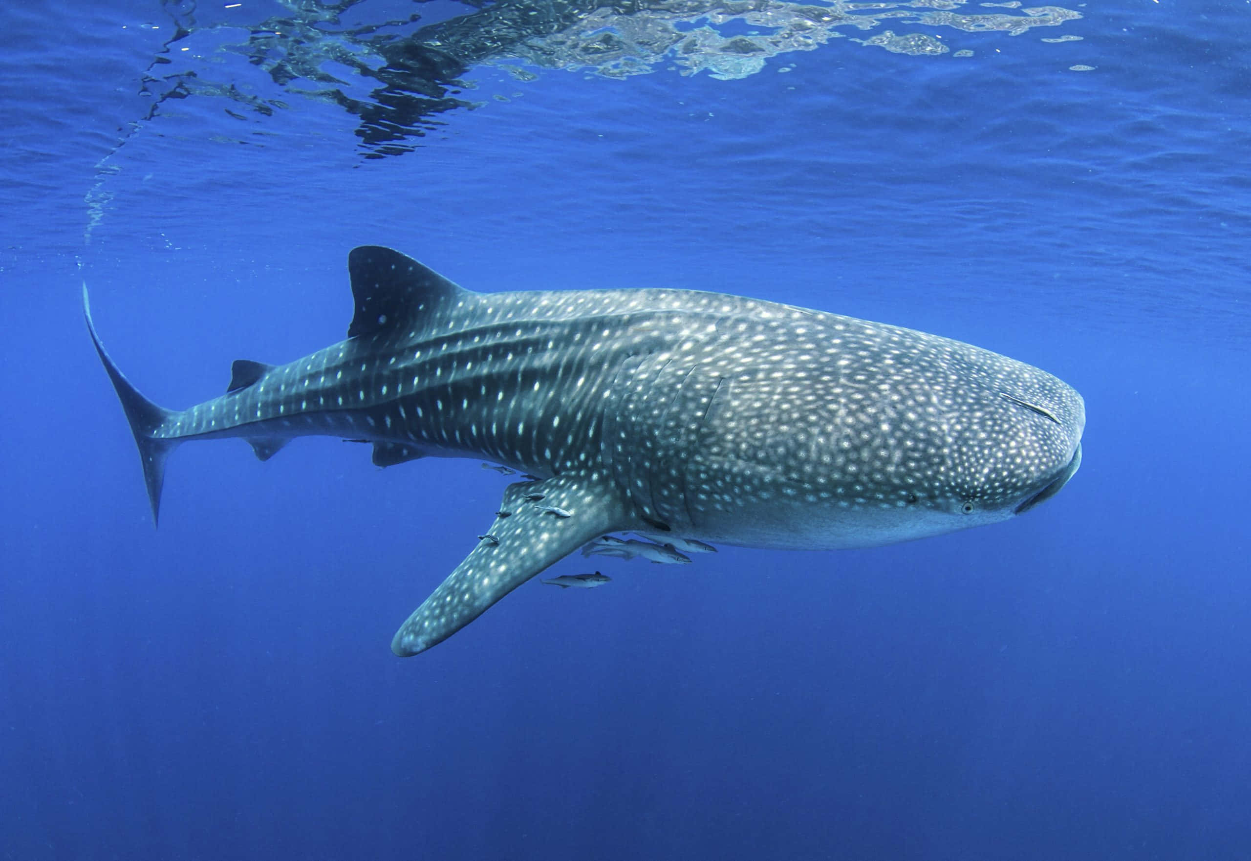 Whale Shark 桌布 壁紙 — 一條巨大的鯨鯊在清澈的藍色海洋中優雅地滑行，附近有小魚游動。
