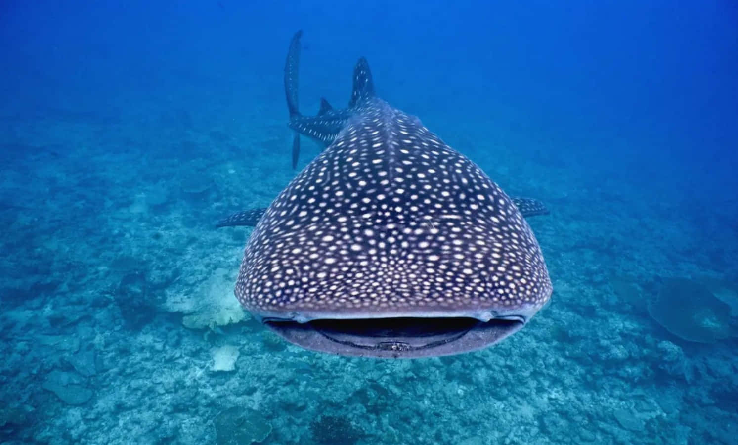 Whale Shark 桌布 壁紙 — 一條巨大的鯨鯊在陽光普照的珊瑚礁上方，於清澈的碧綠海水中優雅地游動。
