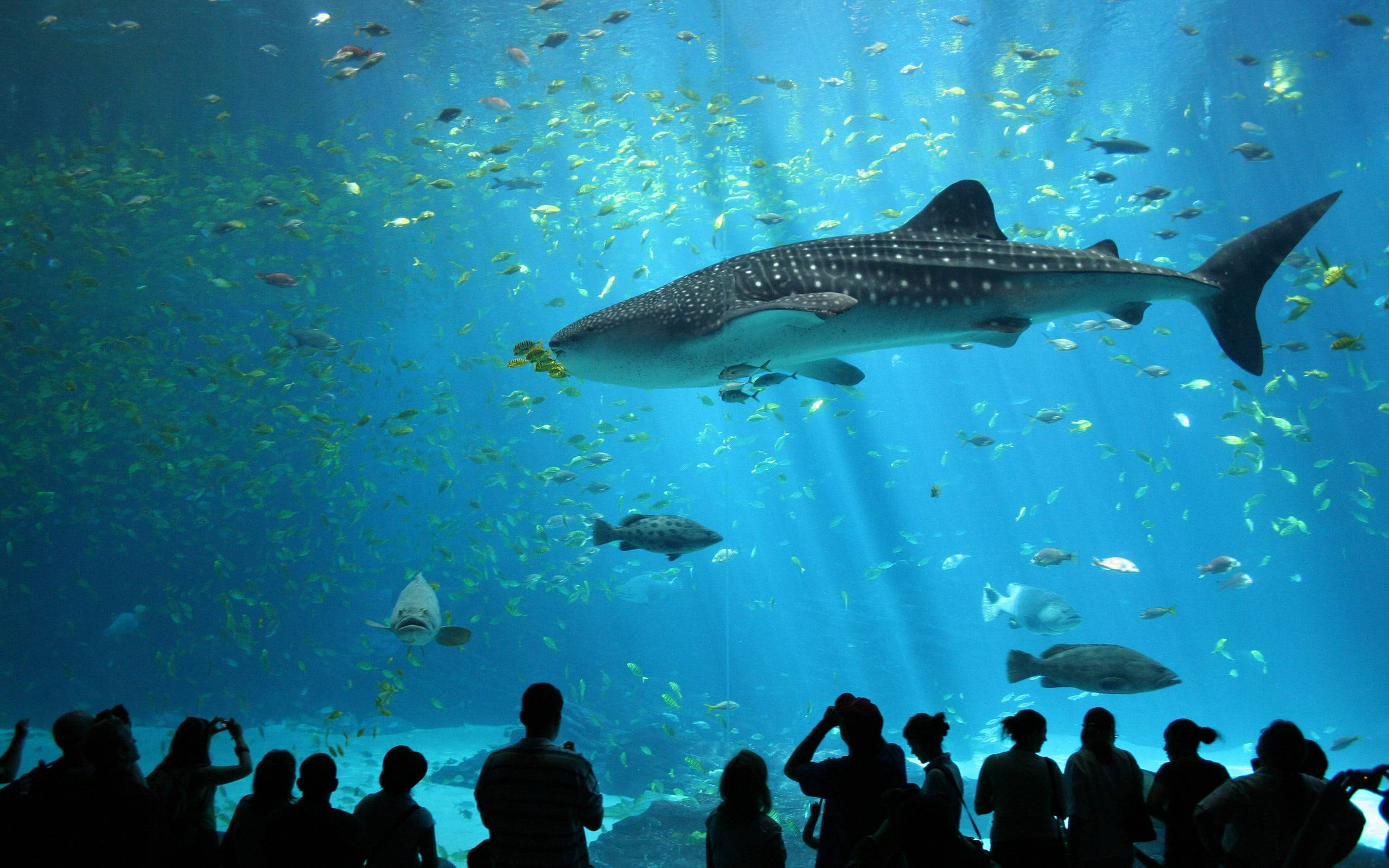 Aquarium 桌布 壁紙 — 一條巨大的鯨鯊在陽光照射的水族箱中滑行，周圍環繞著魚群，而剪影般的遊客在下方觀看。