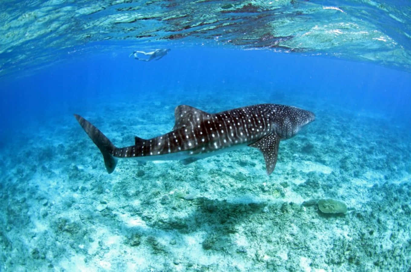 Whale Shark 桌布 壁紙 — 一條巨大的鯨鯊在陽光照耀的珊瑚礁上優雅地滑過，在清澈的藍綠色海水中。