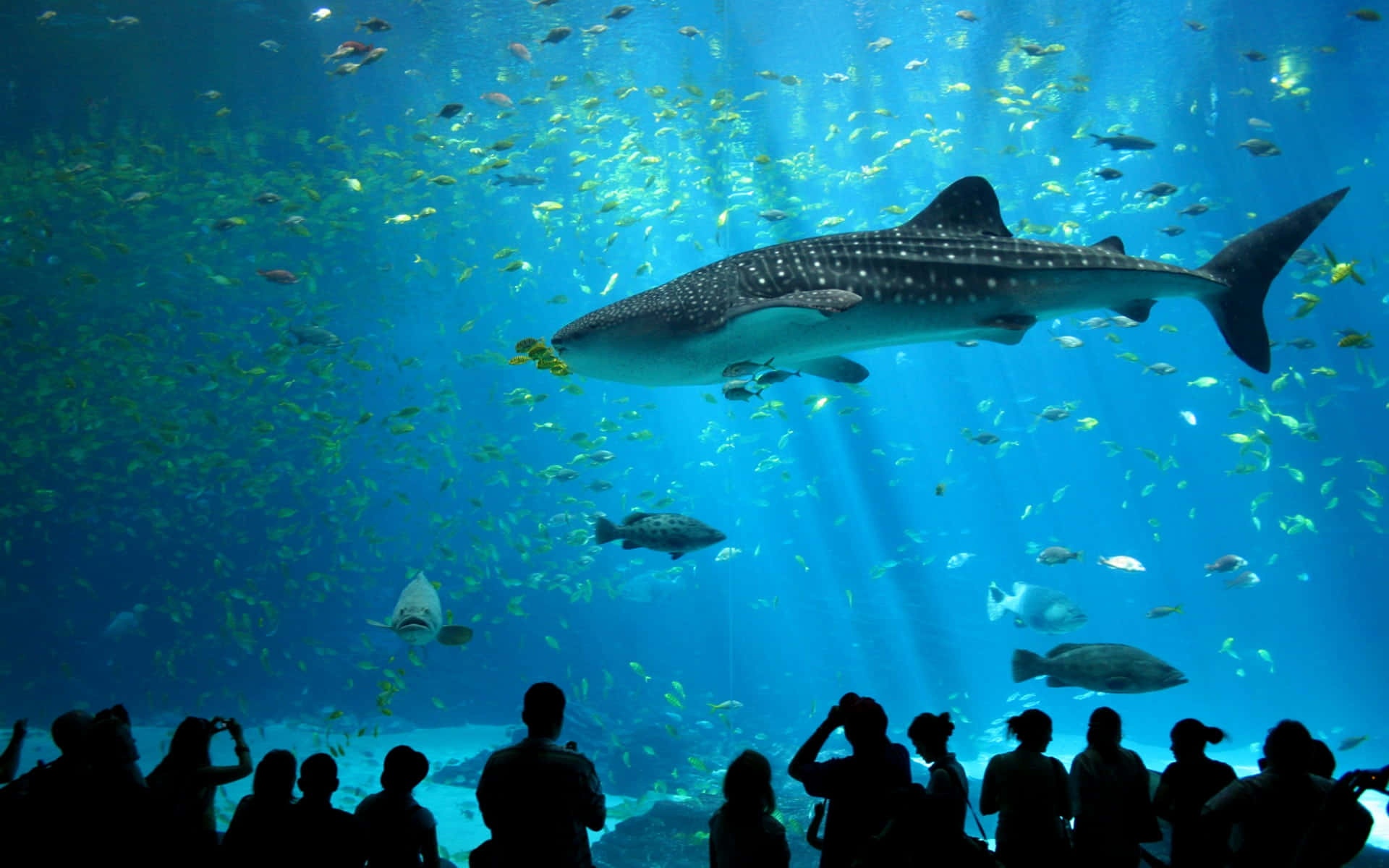 blue whale 桌布 壁紙 — 一條巨大的鯨鯊在陽光照耀的藍色水族館中滑行，水族館裡充滿了色彩繽紛的魚類，而剪影般的遊客在下方觀看。
