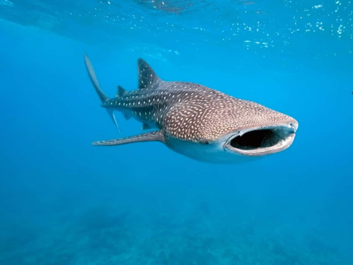 Whale Shark 桌布 壁紙 — 一條巨大的鯨鯊張開嘴巴，在清澈的碧藍海水表面附近優雅地滑行。