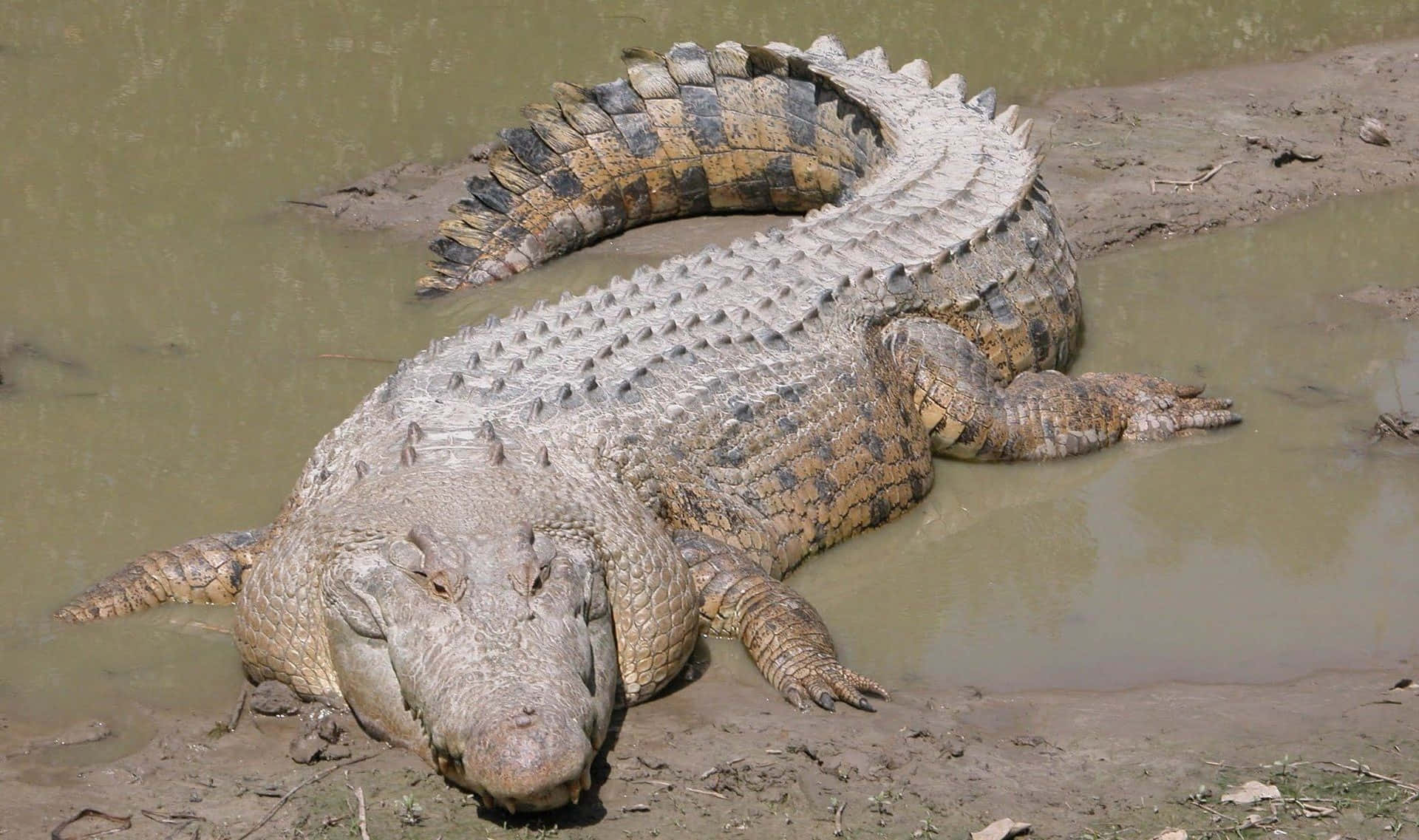 動物 桌布 壁紙 — 一條巨大的鱷魚在泥濘的河岸上靜止不動，渾濁的水環繞著它裝甲般的身體。