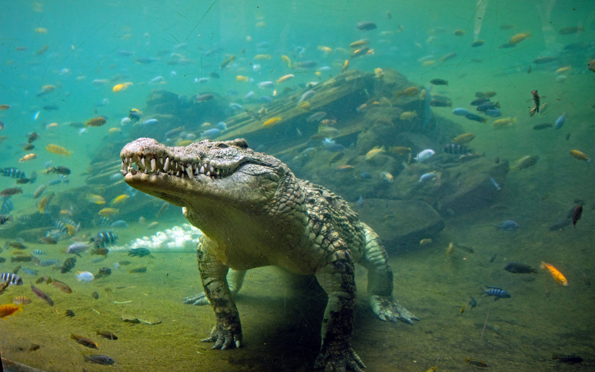 Alligator 桌布 壁紙 — 一條巨大的鱷魚站在水下，周圍是色彩繽紛的魚類，處於渾濁的綠色水生環境中。