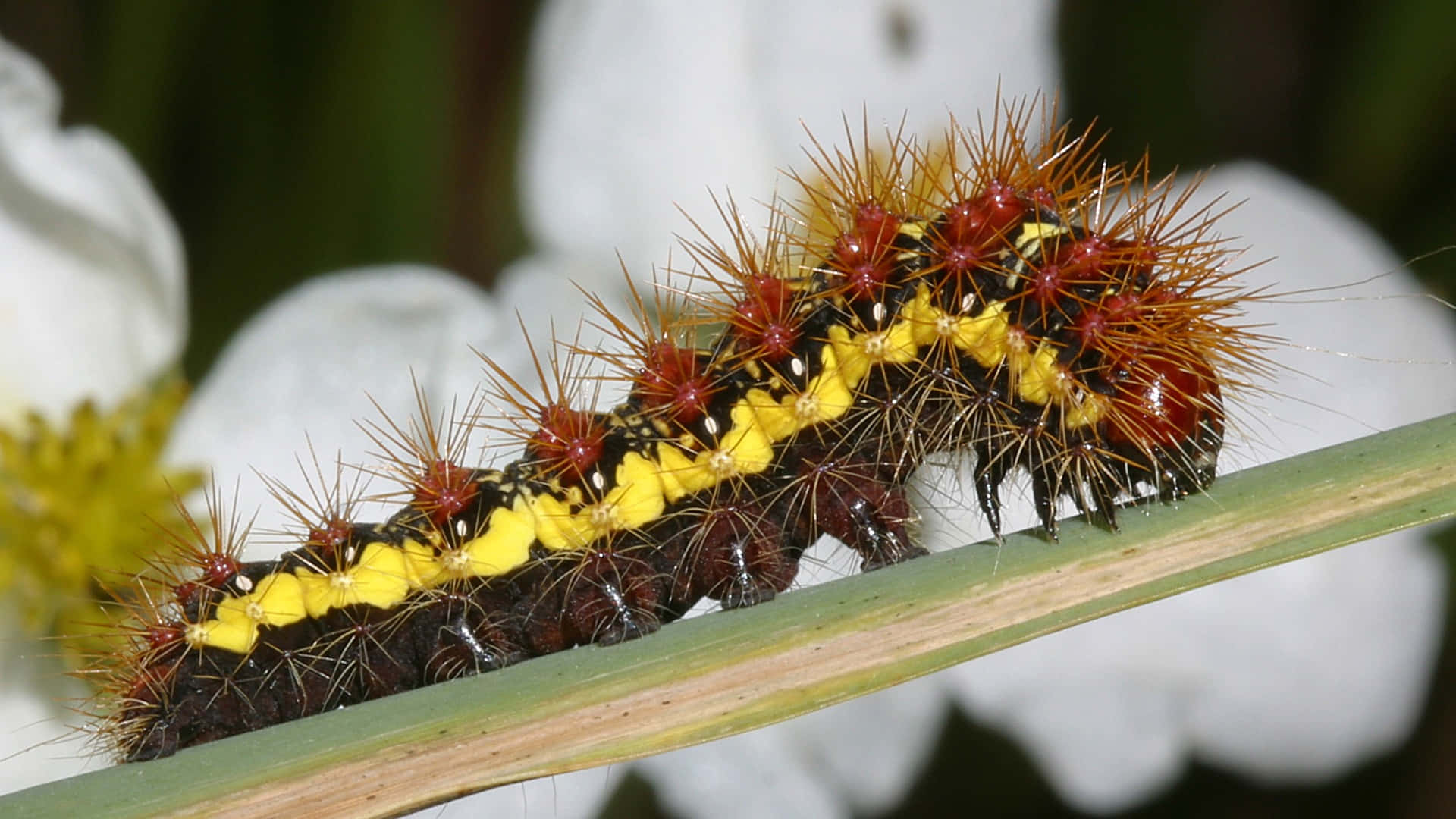 Caterpillar Transformation 桌布 壁紙 — 一條帶刺的紅黃黑色毛蟲沿著一片綠葉爬行，背景有模糊的白色花朵。