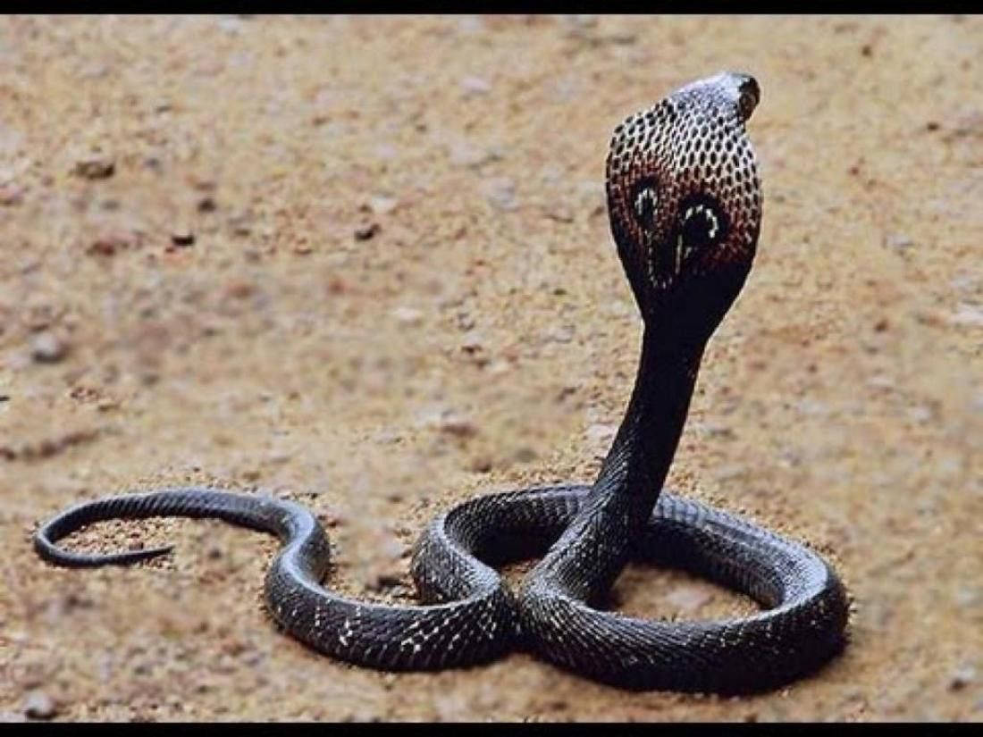Cobra 桌布 壁紙 — 一條帶有圖案頭罩的黑色眼鏡蛇在乾燥沙地上盤繞警戒。