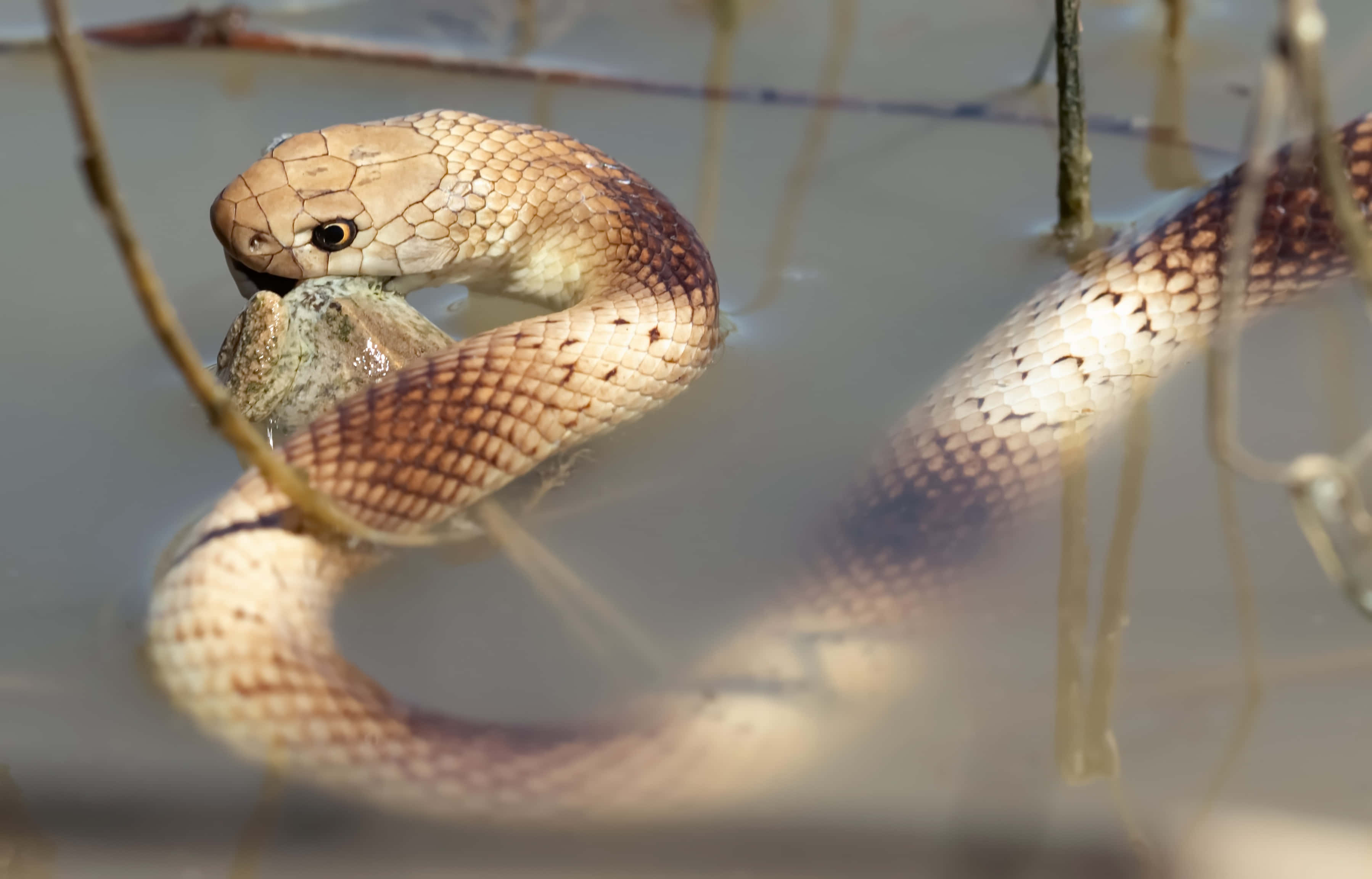 Brown Snake 桌布 壁紙 — 一條帶有圖案鱗片的棕色蛇在渾濁的水中纏繞，抓住一塊石頭，附近的蘆葦搖曳。