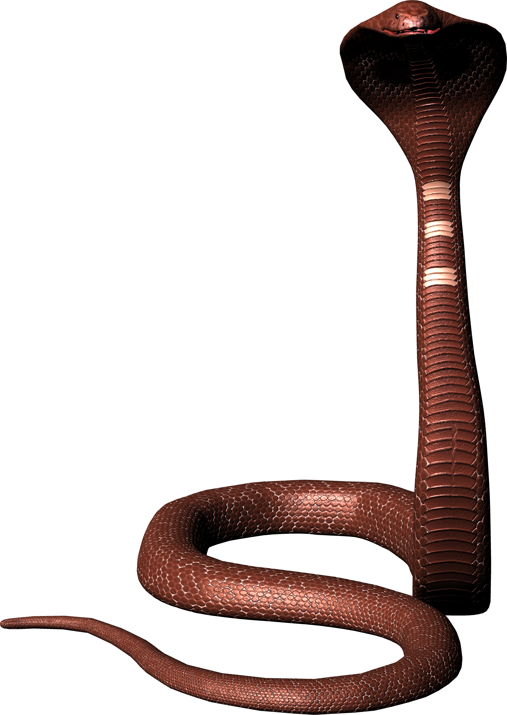 snakes 桌布 壁紙 — 一條帶有展開頭罩的威脅性棕色眼鏡蛇，盤繞著準備在純白背景上攻擊。