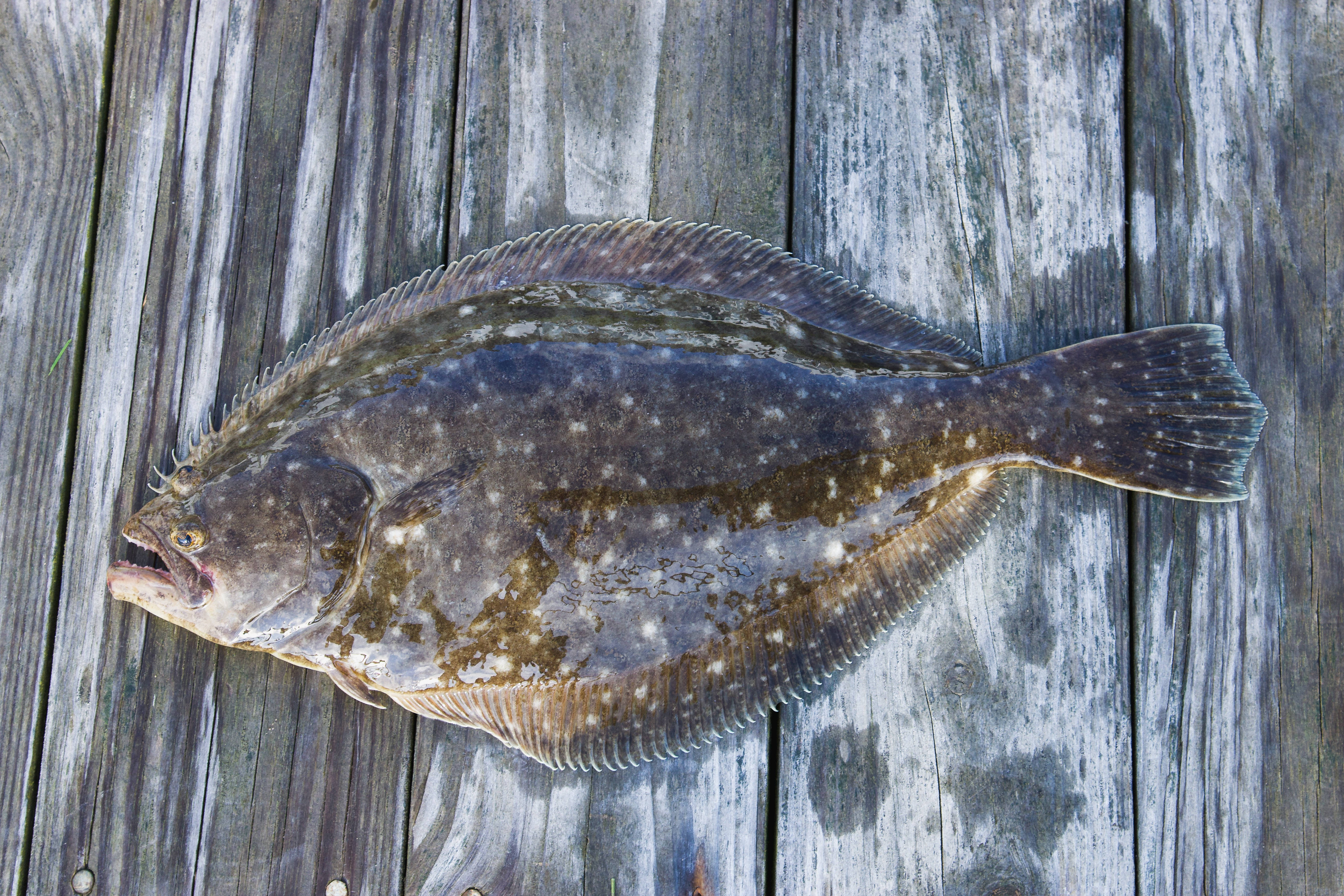 釣魚 桌布 壁紙 — 一條帶有斑駁棕色和白色斑點的比目魚，躺在風化的灰色木板上。