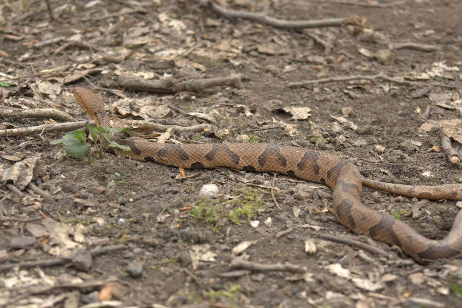 Copperhead Snake 桌布 壁紙 — 一條帶有明顯沙漏圖案的銅頭蛇在佈滿乾樹葉和樹枝的森林地面上爬行。