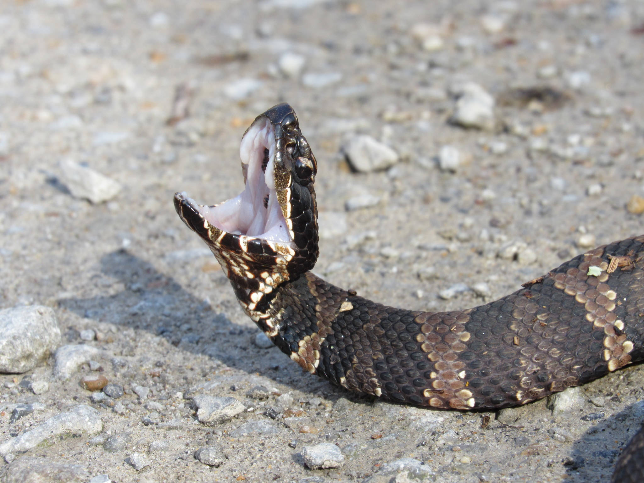 snakes 桌布 壁紙 — 一條帶有深色圖案鱗片和張開嘴巴的毒蛇在礫石地面上展示警告姿勢。