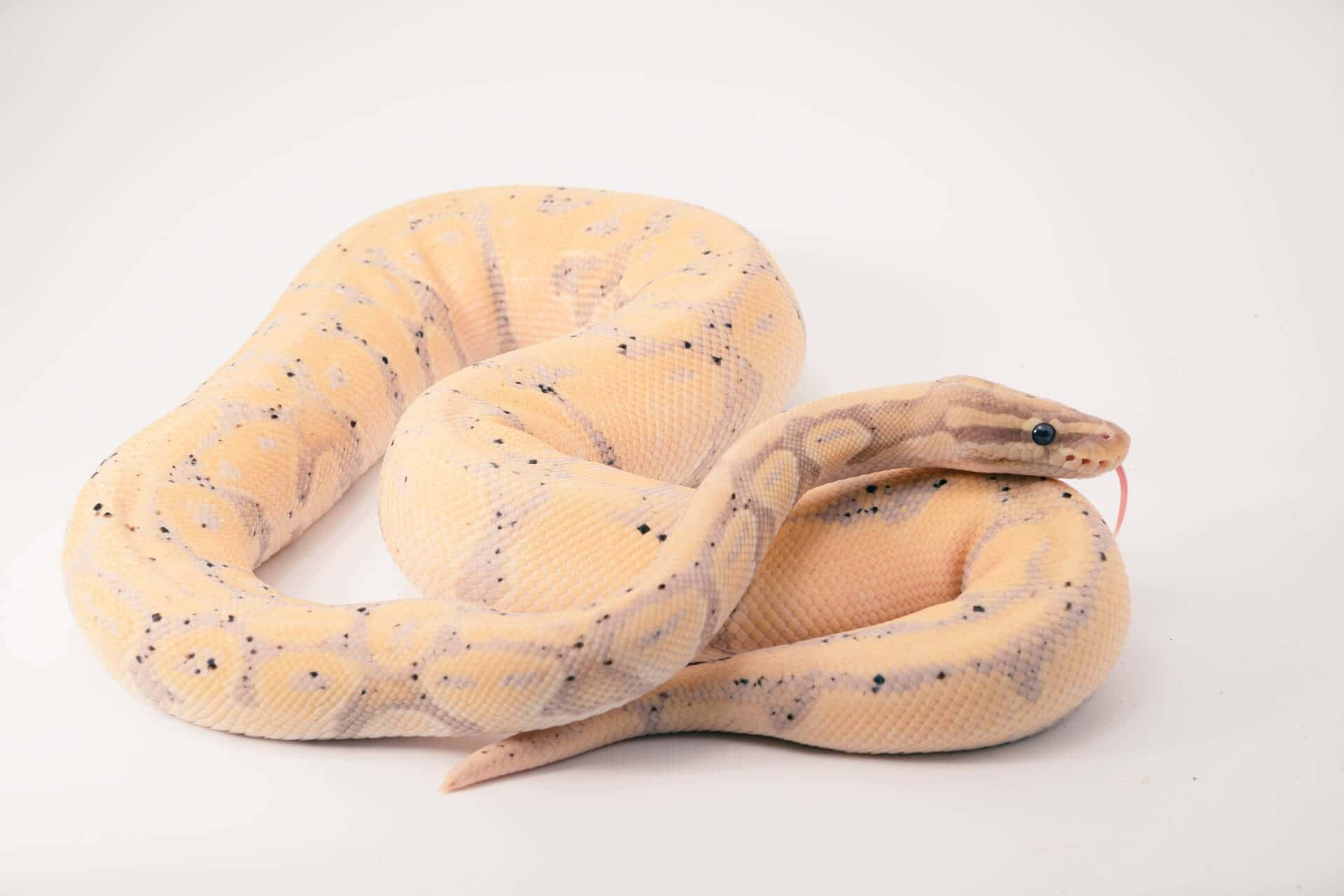 snakes 桌布 壁紙 — 一條帶有深色斑點的淡黃色蟒蛇，在純白背景上優雅地盤繞。