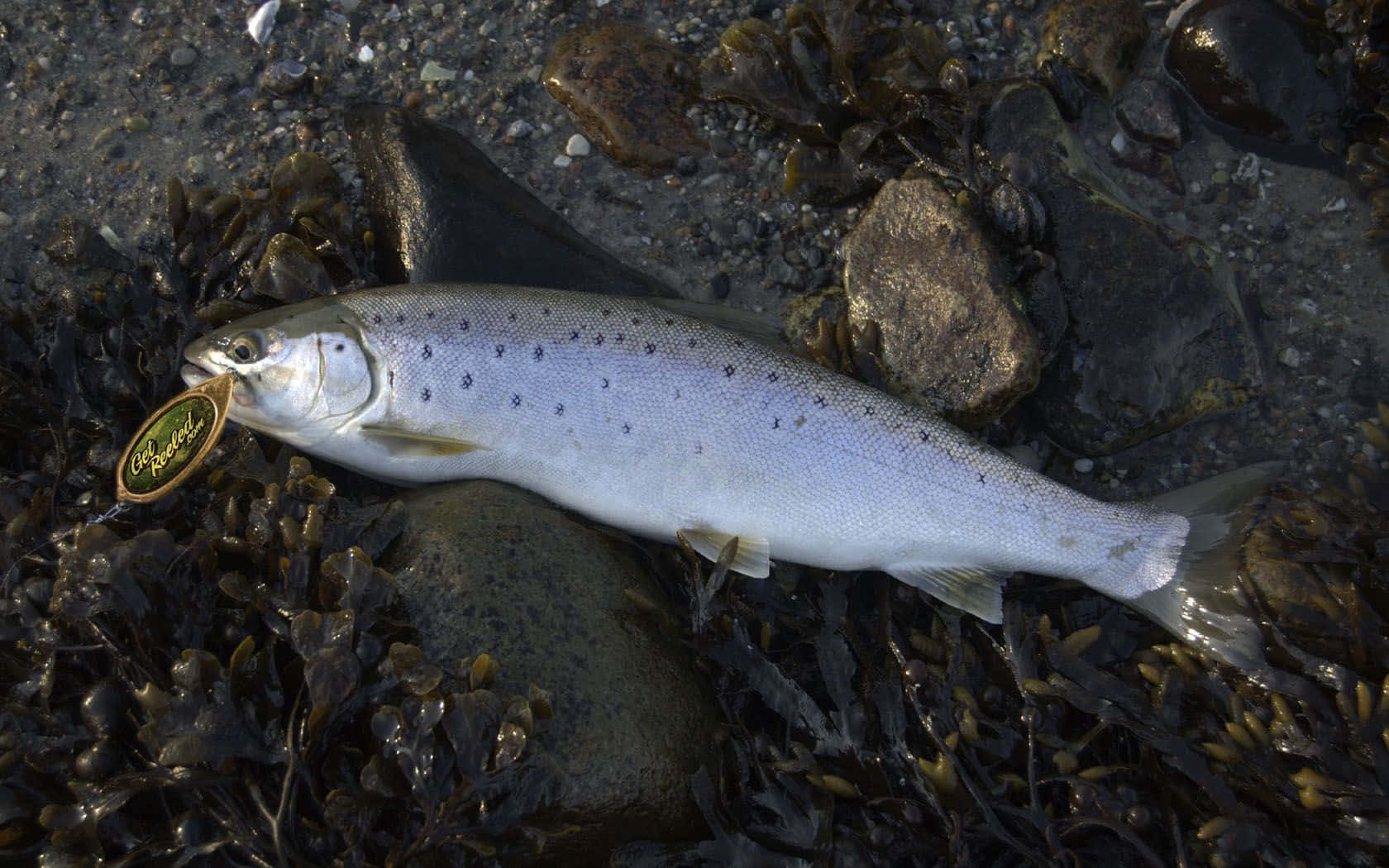 釣魚 桌布 壁紙 — 一條帶有深色斑點的銀色鱒魚躺在濕岩石和海藻上，嘴裡叼著一個金色魚餌。
