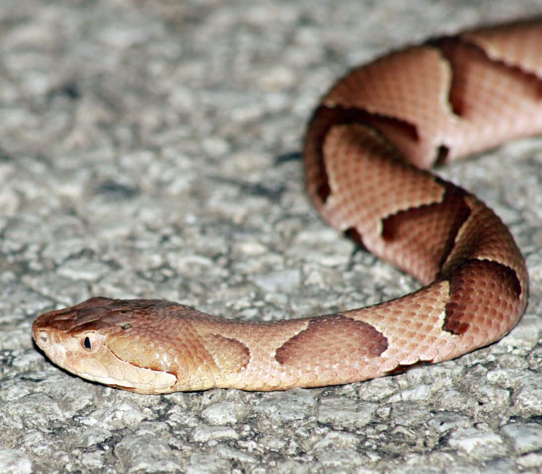 Copperhead Snake 桌布 壁紙 — 一條帶有清晰沙漏圖案的銅頭蛇蜷縮在粗糙的灰色礫石上休息。