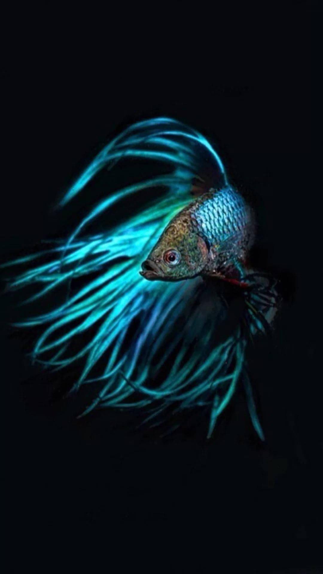 動物 桌布 壁紙 — 一條帶有發光綠松石色魚鰭的鬥魚在純黑色背景中游動，其鱗片閃爍著彩虹色調。