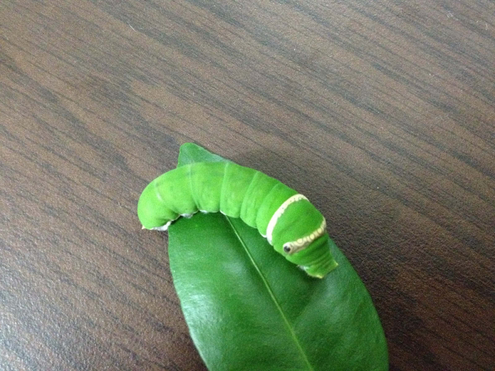 Caterpillar Transformation 桌布 壁紙 — 一條帶有白色條紋的亮綠色毛蟲蜷縮在深色木質表面上一塊光亮的葉子上。