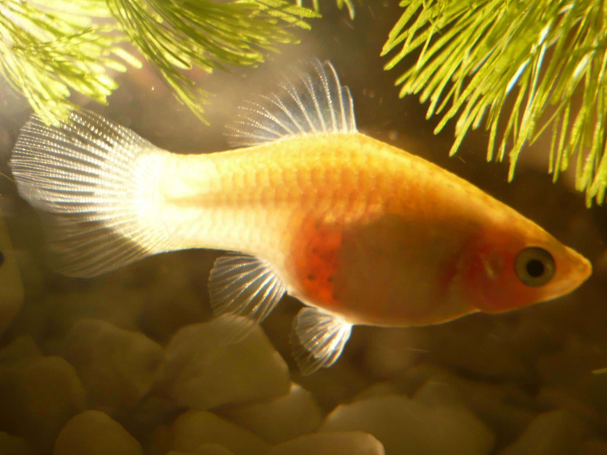 3d Fish 桌布 壁紙 — 一條帶有紅色斑紋的金魚在陽光照射的水族箱中，於光滑的鵝卵石上方的綠色水生植物附近優雅地游動。