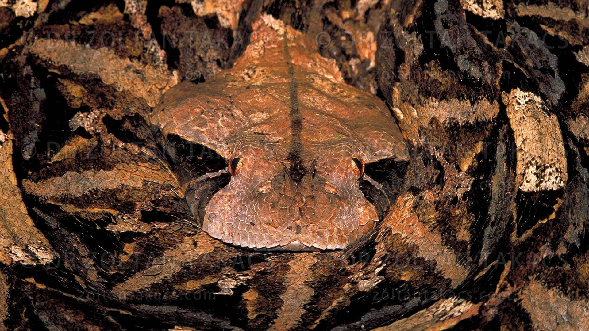 reptile 桌布 壁紙 — 一條帶有紋理鱗片和發光眼睛的偽裝毒蛇，從空心樹幹中探出頭來。