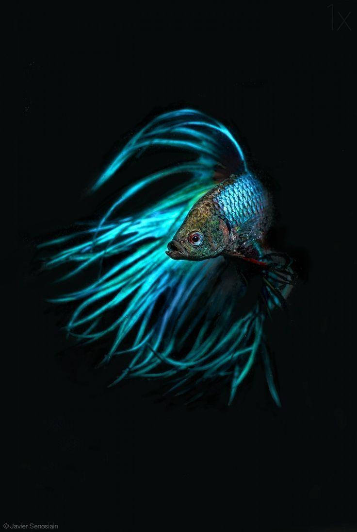 魚 桌布 壁紙 — 一條帶有虹彩藍色魚鰭的鬥魚，在純黑色背景下於戲劇性的微距鏡頭中發光。
