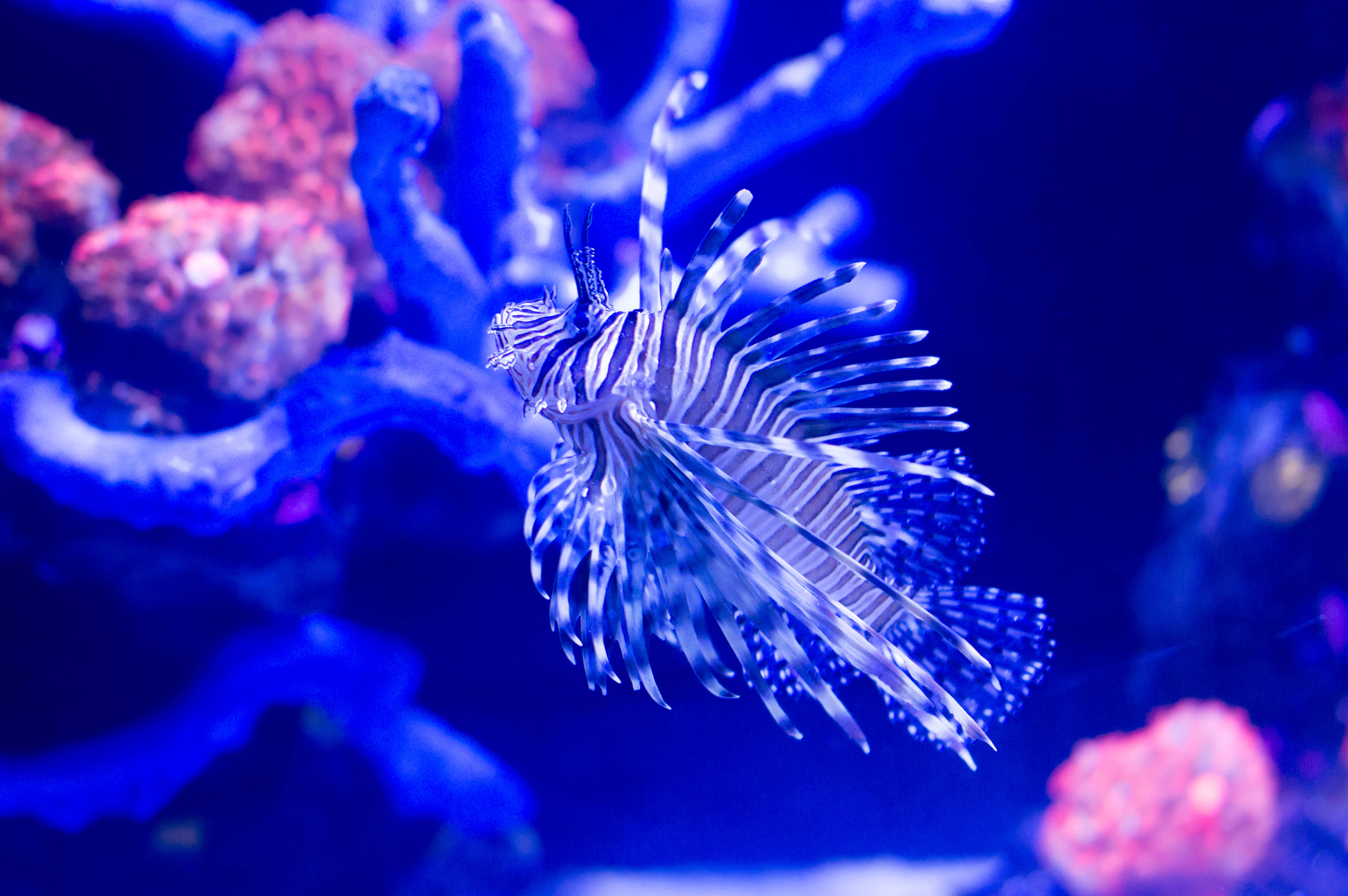 Awesome Animal 桌布 壁紙 — 一條帶有醒目白色和藍色條紋的獅子魚，在帶有粉紅色點綴的鮮豔藍色珊瑚礁中優雅地滑行。