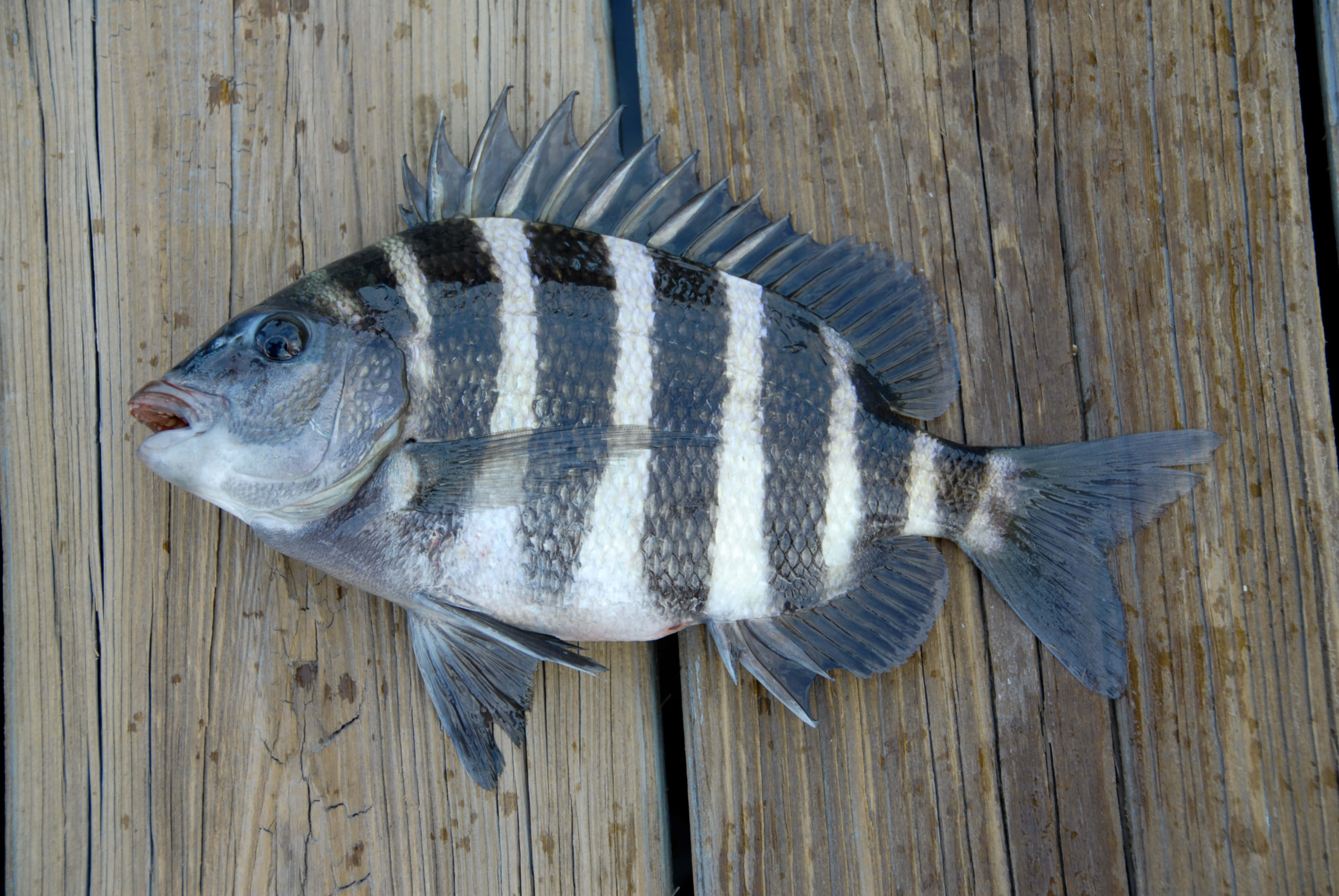 Sheepshead Fish 桌布 壁紙 — 一條帶有醒目黑白條紋的魚，棲息在風化的木板上。