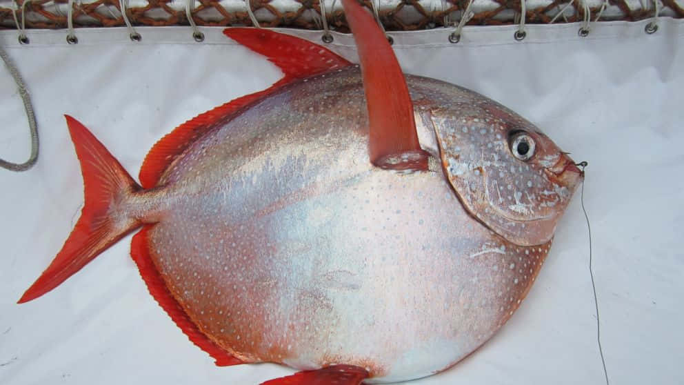 Opah 桌布 壁紙 — 一條帶有鮮豔紅色魚鰭的大銀魚躺在編織繩索遮陽篷下的白色防水布上。