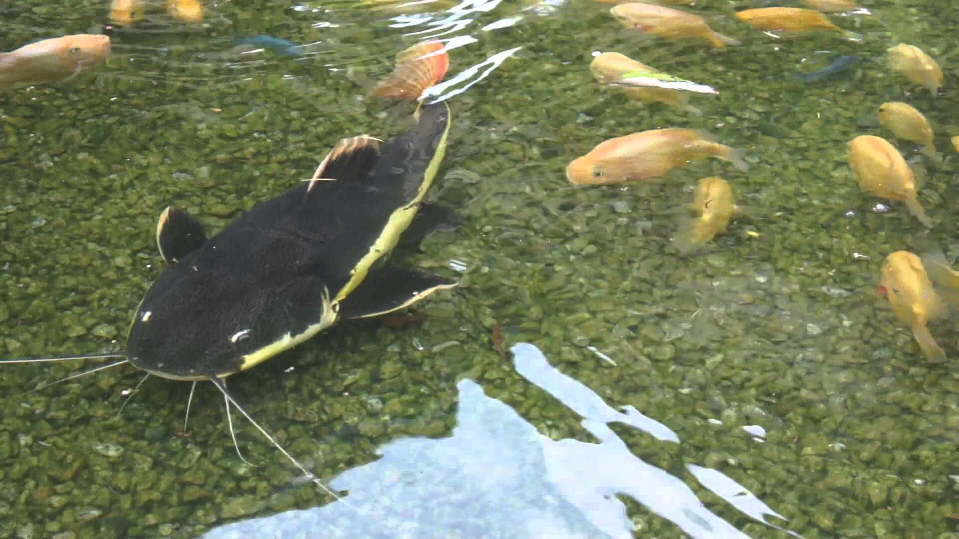 catfish 桌布 壁紙 — 一條帶有黃色條紋的大型黑色鯰魚在充滿小金魚的清澈池塘表面附近游動。