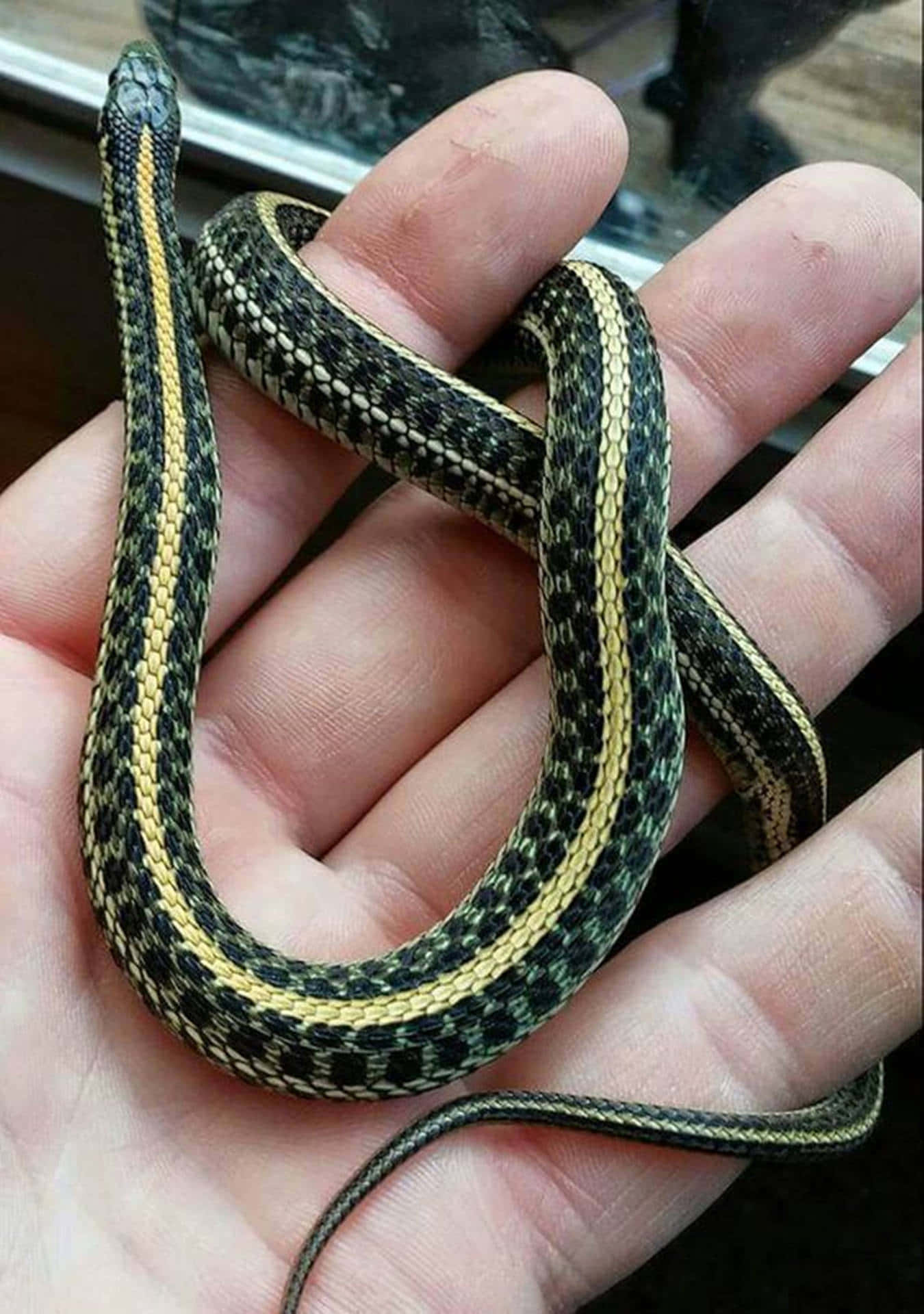 Yellow Snake 桌布 壁紙 — 一條帶有黃色條紋的小黑蛇平靜地蜷縮在張開的人手中休息。