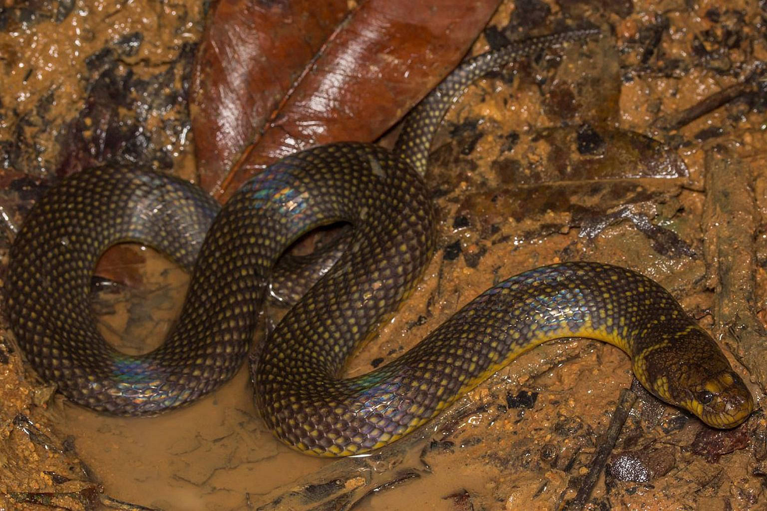 reptile 桌布 壁紙 — 一條帶有黃色腹部的光澤深色蛇在泥濘的森林地面上盤繞，周圍是濕潤的棕色樹葉。