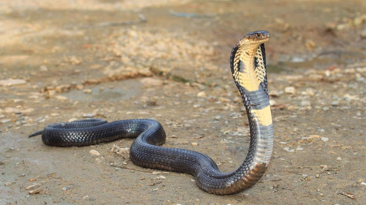 Cobra 桌布 壁紙 — 一條帶有黃色頸圈的黑眼鏡蛇在乾燥的土地上警覺地站立，張開頸部，身體蜷縮成防禦姿勢。