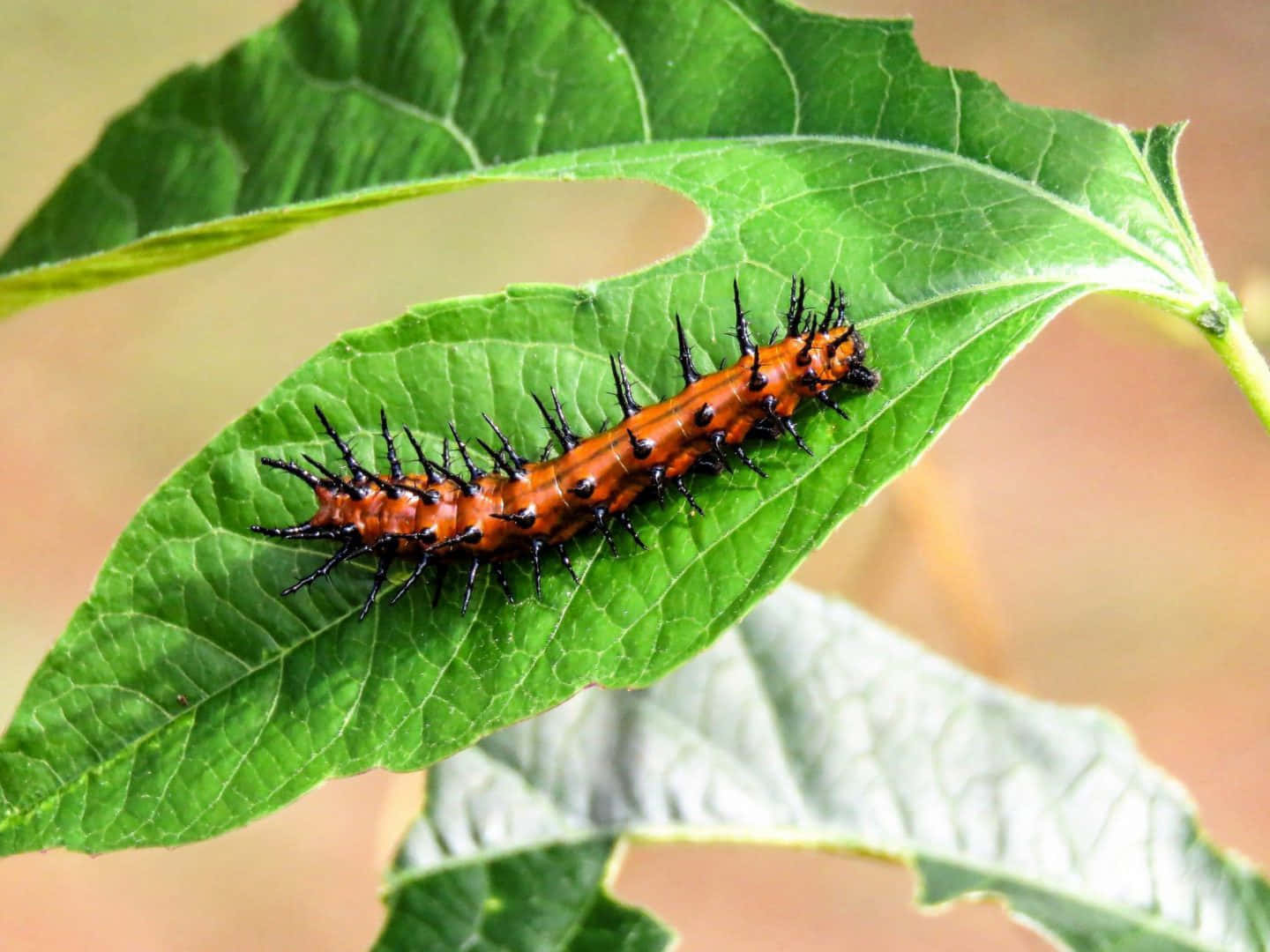 Caterpillar 桌布 壁紙 — 一條帶有黑色剛毛的橙色多刺毛蟲，在一片葉脈可見的鮮綠葉子上爬行。