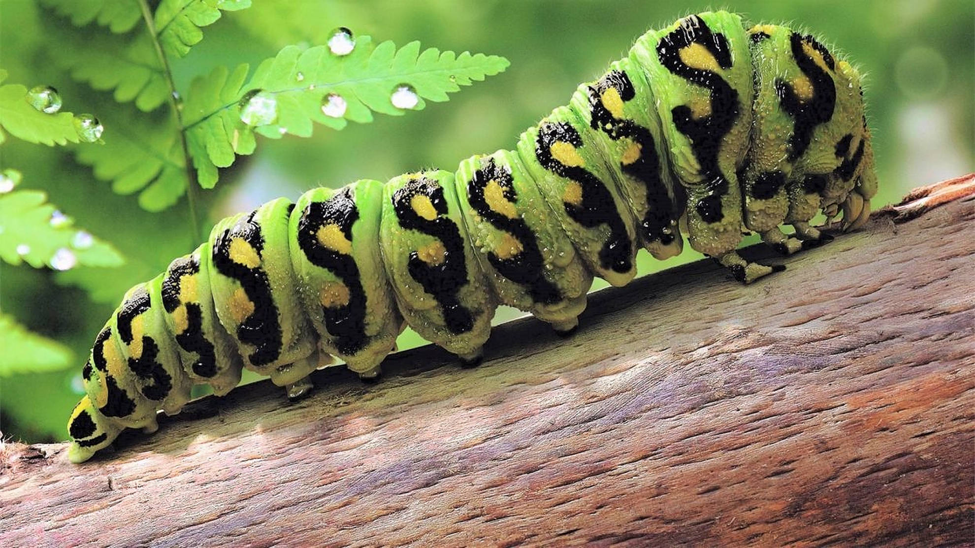 Caterpillar Insect 桌布 壁紙 — 一條帶有黑色和黃色斑紋的鮮綠色毛蟲，在沾滿露水的蕨類植物下的紋理木頭上爬行。