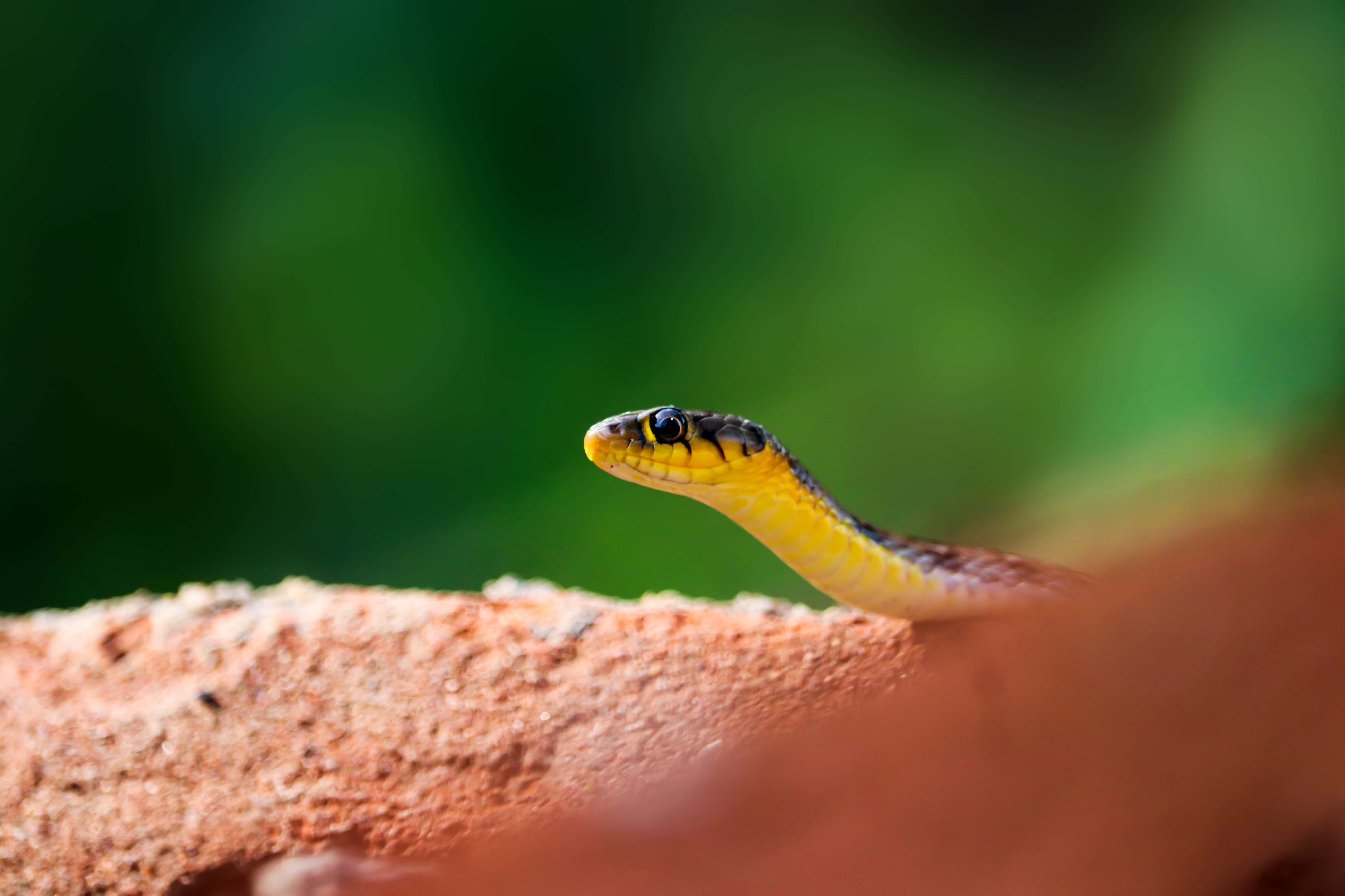 Yellow Snake 桌布 壁紙 — 一條帶有黑色斑紋的鮮黃色蛇警覺地從陽光照射的赤陶磚頂上窺視，背景是茂密的綠色模糊。