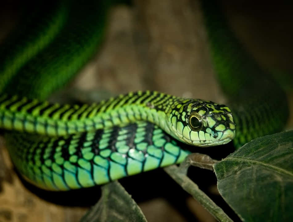 Scary Snake 桌布 壁紙 — 一條帶有黑色條紋的鮮綠色蛇在陰暗森林環境中的深色葉子間優雅地盤繞。
