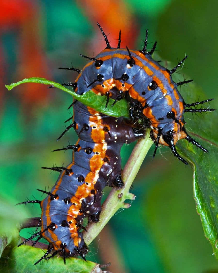 Caterpillar Insect 桌布 壁紙 — 一條帶有黑色眼斑的藍橙色刺毛蟲，緊抓著綠色葉莖，背景是模糊多彩的。