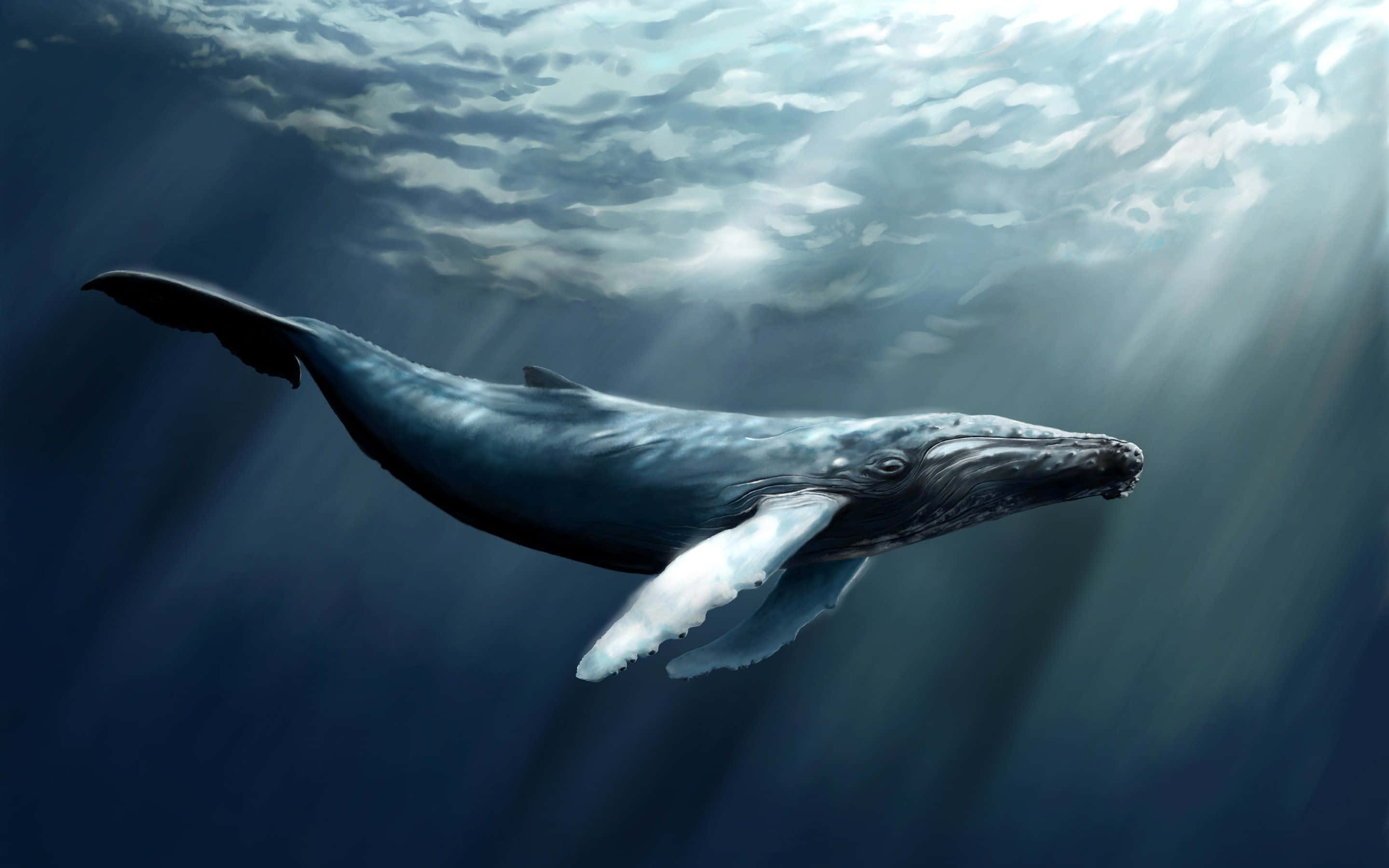 Sperm Whale 桌布 壁紙 — 一條座頭鯨在深藍色的海洋中優雅地滑行，陽光從水面照射下來。
