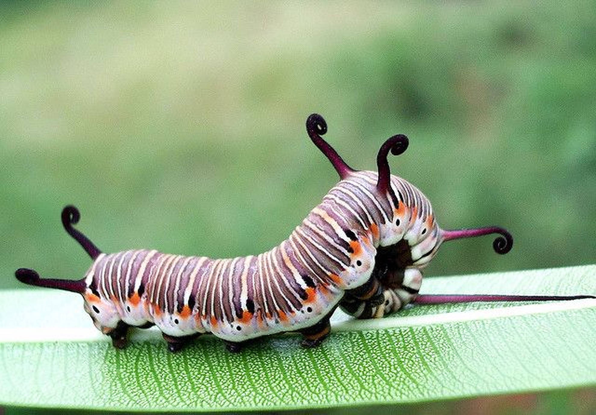 Caterpillar Insect 桌布 壁紙 — 一條引人注目的毛毛蟲，帶有紫色捲曲的角和條紋身體，棲息在鮮綠色的葉子上。