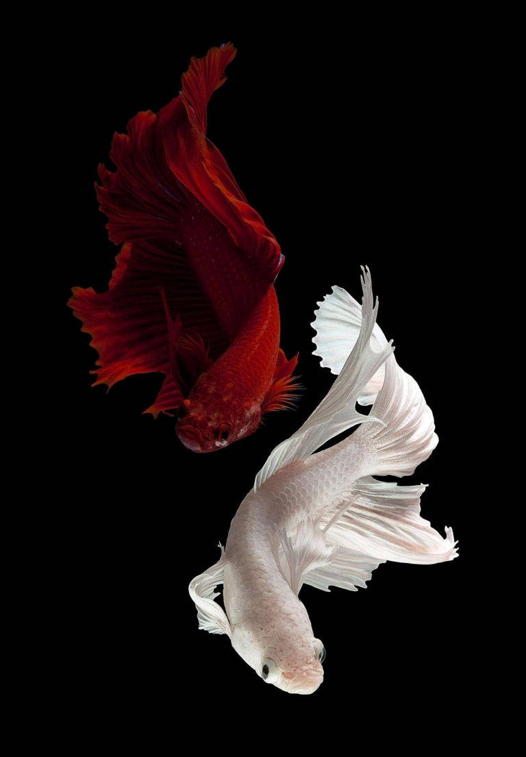 兩條鬥魚，一條紅色一條白色，在黑色背景下游泳 — 魚 GIF 壁紙