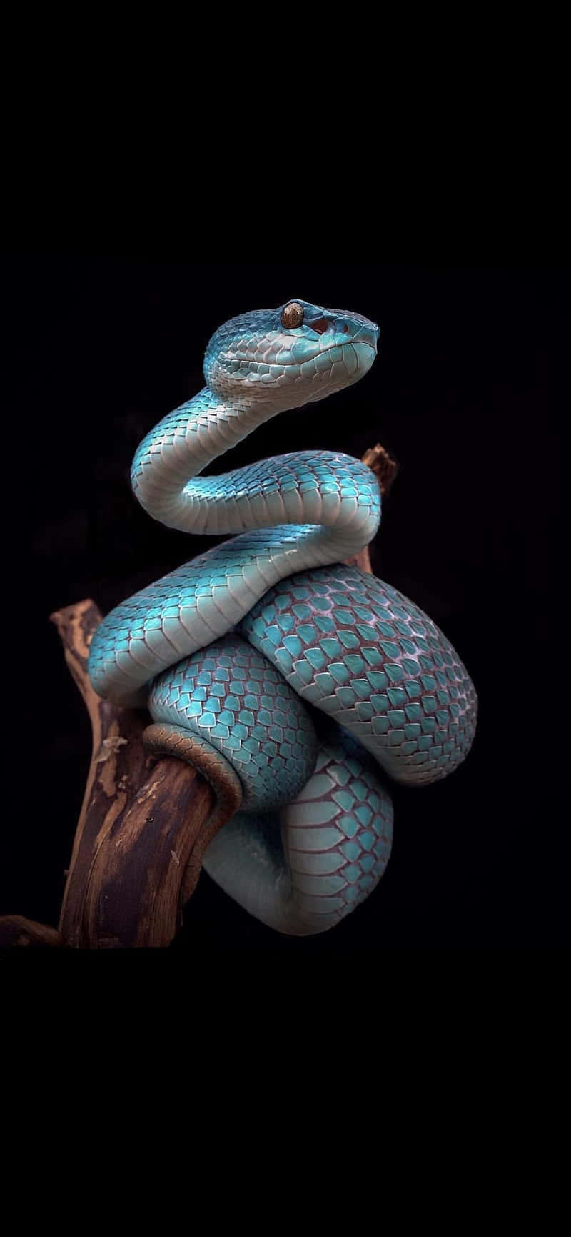 reptile 桌布 壁紙 — 一條引人注目的綠松石蛇優雅地纏繞在一根風化的樹枝上，背景漆黑如墨。