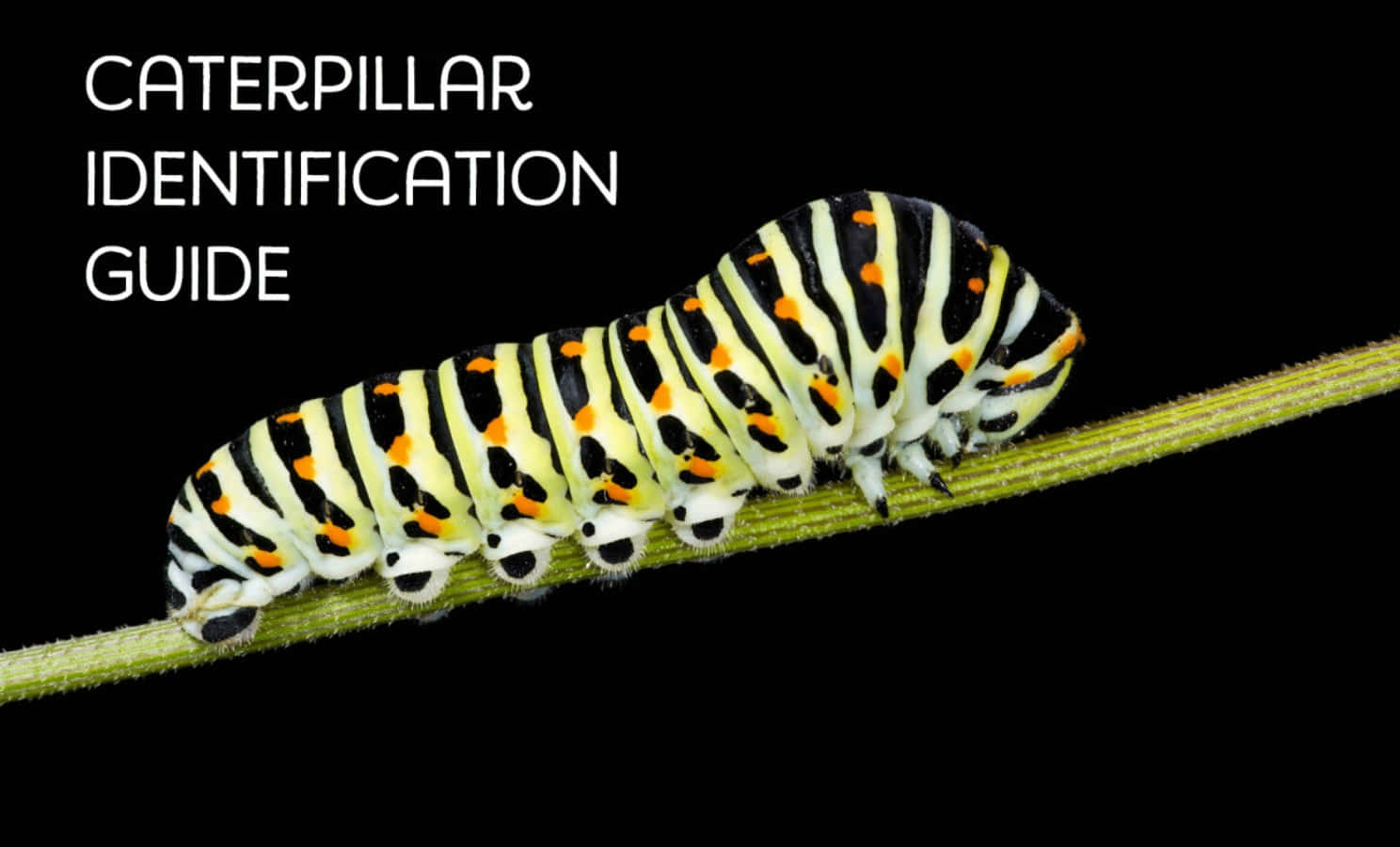 Caterpillar Insect 桌布 壁紙 — 一條引人注目的黑、黃、橙色條紋毛蟲在純黑背景上沿著綠色莖幹爬行。