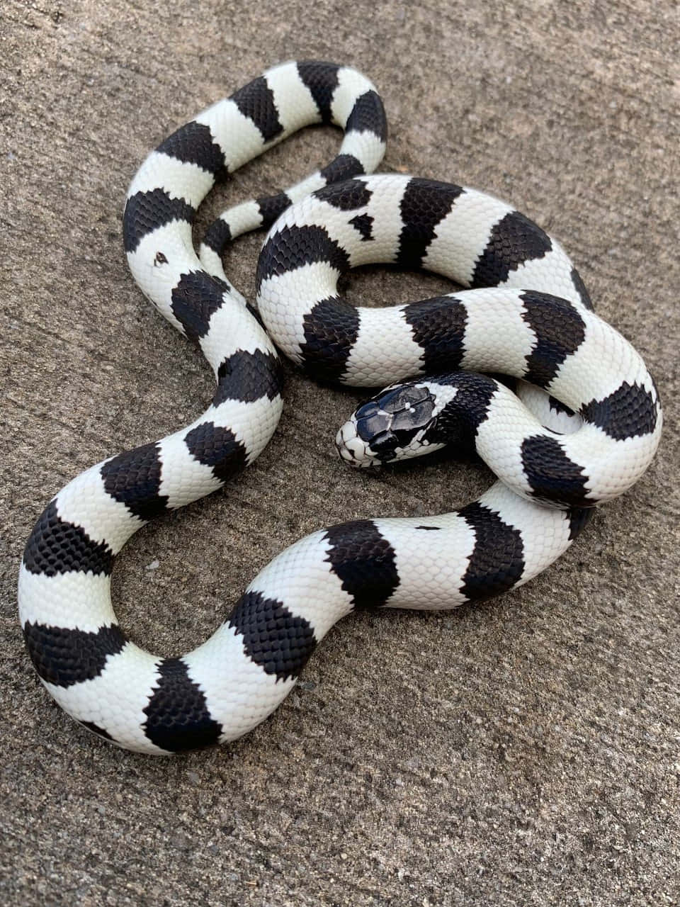 King Snake 桌布 壁紙 — 一條引人注目的黑白條紋蛇優雅地盤繞在紋理灰色混凝土上。