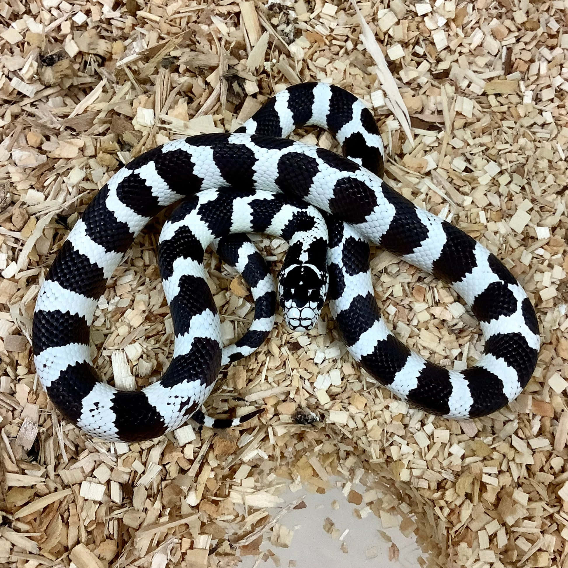 King Snake 桌布 壁紙 — 一條引人注目的黑白王蛇盤繞在飼養箱內的淺棕色木屑上。