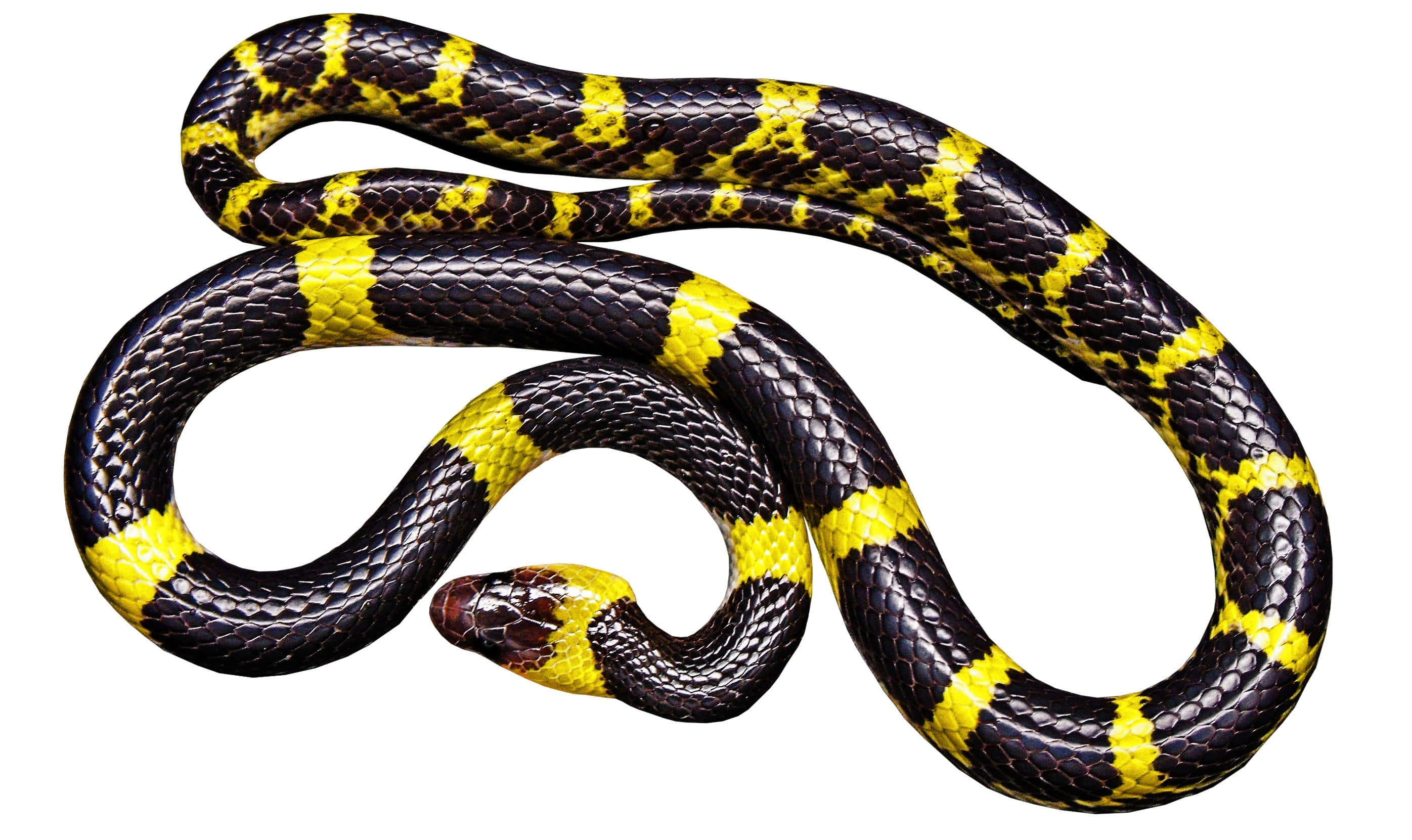 Yellow Snake 桌布 壁紙 — 一條引人注目的黑黃相間條紋蛇在純白背景上優雅地盤繞。