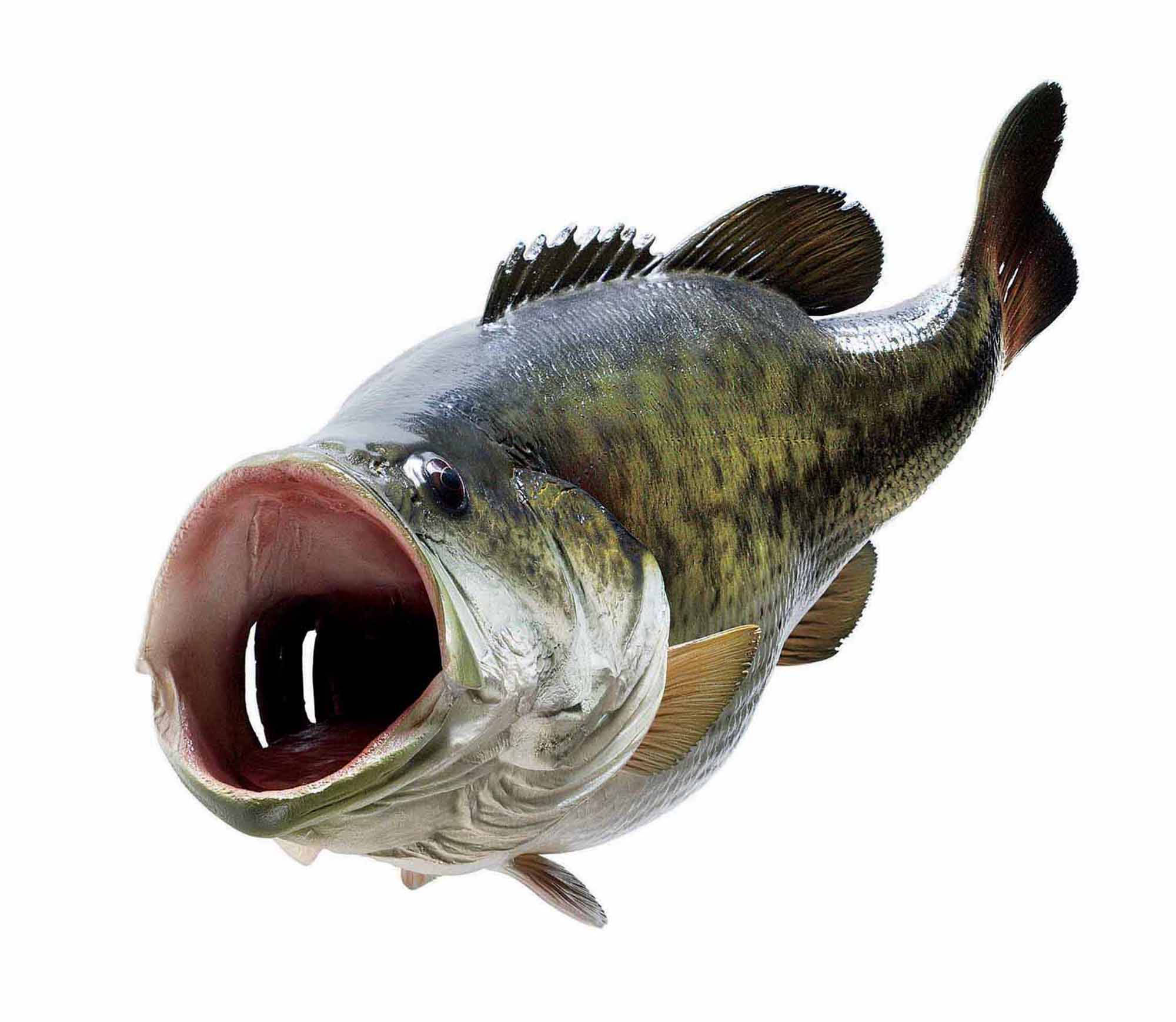 Largemouth Bass 桌布 壁紙 — 一條張大嘴巴的大鱸魚，在純白背景下展示細緻的鱗片和魚鰭。