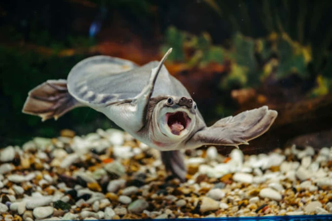 Funny Turtle 桌布 壁紙 — 一條怪異的魚張大嘴巴、拍動魚鰭，在水族箱的鵝卵石上游動的特寫。