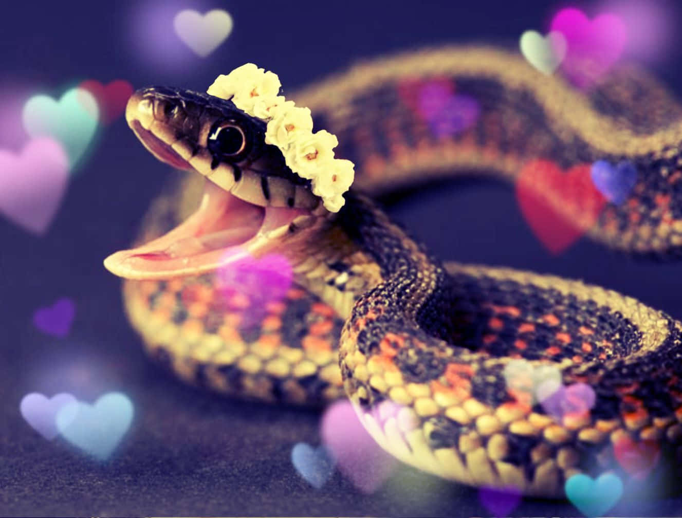 snakes 桌布 壁紙 — 一條戴著花冠的蛇張開嘴巴，背景是色彩繽紛的心形散景燈光。