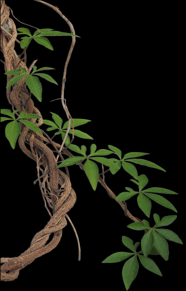 Vines 桌布 壁紙 — 一條扭曲的棕色藤蔓，帶有充滿活力的綠色小葉，在純黑色背景上對角線傾瀉而下。